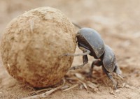 /album/galleria-fotografica/scarabeo-45016-jpg/