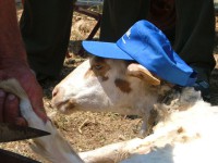 /album/galleria-fotografica/pecora-jpg1/